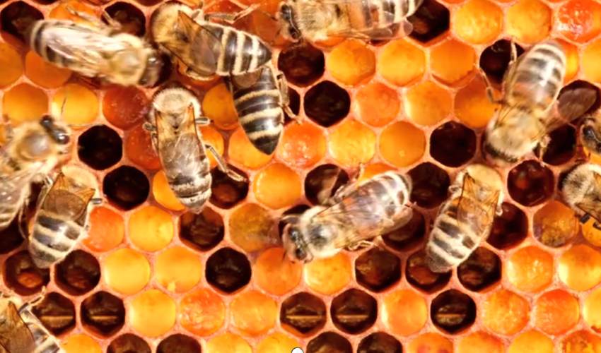 L'Oasi delle Api - Sermoneta - video primavera api, fiori, apicoltura 11 marzo 2023 - copertina
