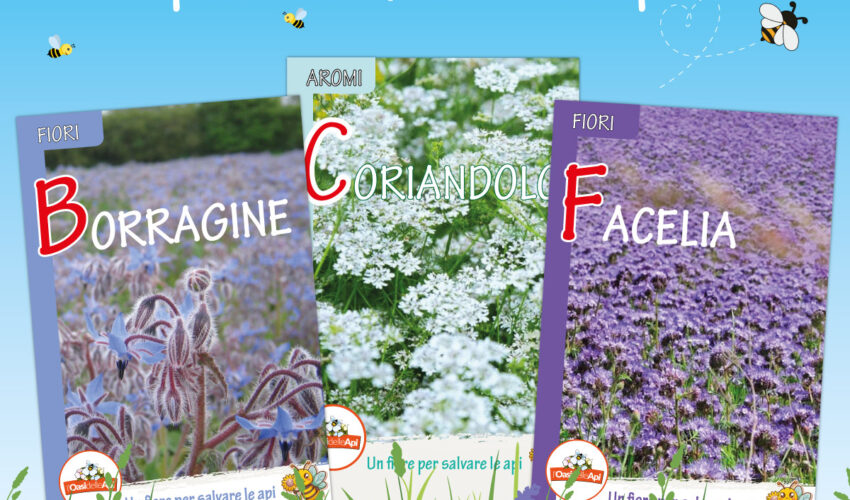 un-fiore-per-salvare-le-api-semi-borragine-coriandolo-facelia-sermoneta-latina